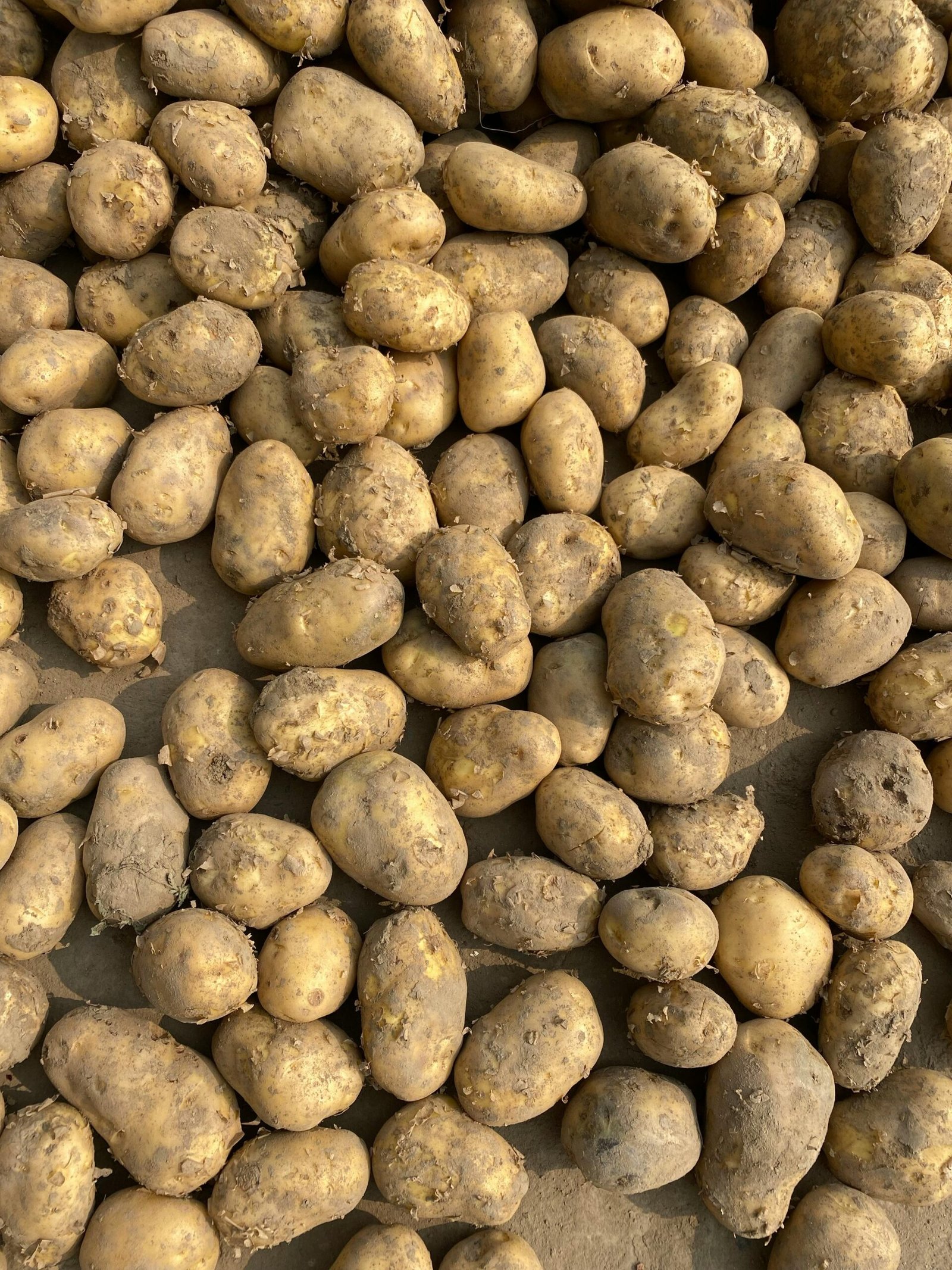 pexels dptc india 2149353459 30624993