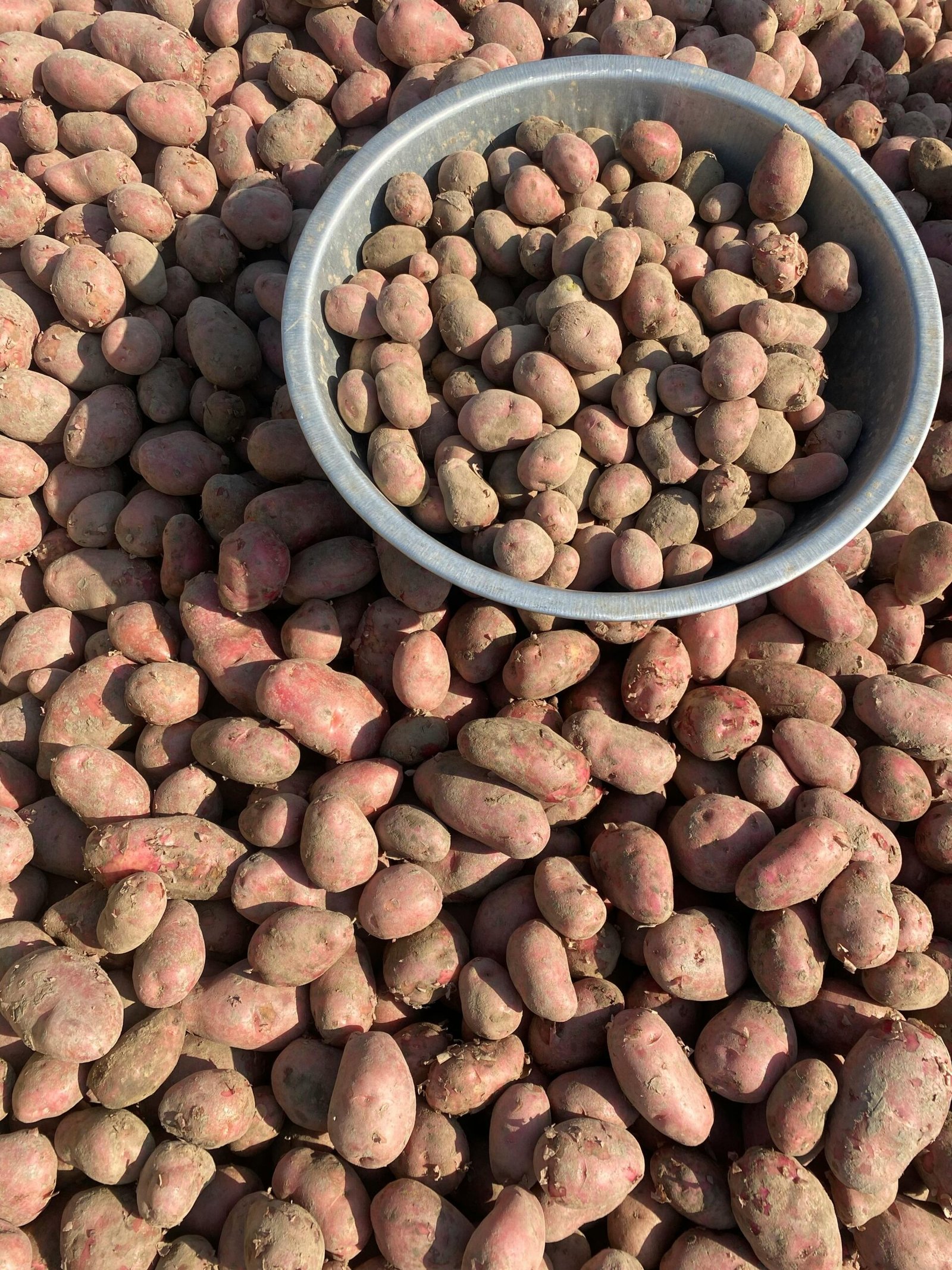 pexels dptc india 2149353459 35791177